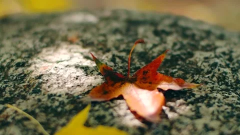 Real Time View of Falling Five Pointed Maple Leaves in Autumn Season Stock Footage 319883576
