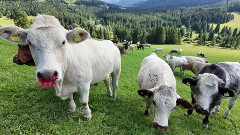 Real-time view of a herd of cows grazing on alpine meadows in Austria Stock Footage 344891764