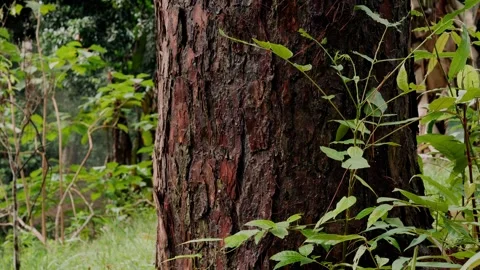 Real time view of a large Pine tree trunk with textured bark, climbing vine.. Stock Footage 345469013