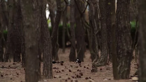 Real Time View of Magpie Foraging in Mysterious Primaeval Forest Video stock 319884149