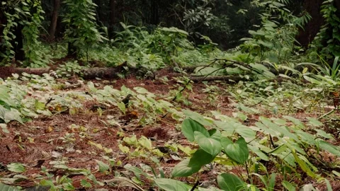 Real time view of a moist forest floor beneath pine trees, covered with fal.. Stock Footage 345469022