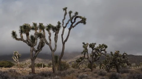 Real time view of storm cloud shadows and sunlight on Joshua Trees in the Mojave Stock Footage 95706992