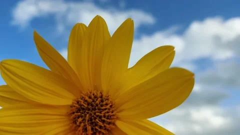 Real time, yellow flower moved by the wind with the sky background Stock Footage 140171587