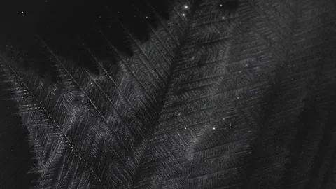 Real Timelapse Shot of Frost Texture Forming on Glass, Black Background. Stock Footage 331407422