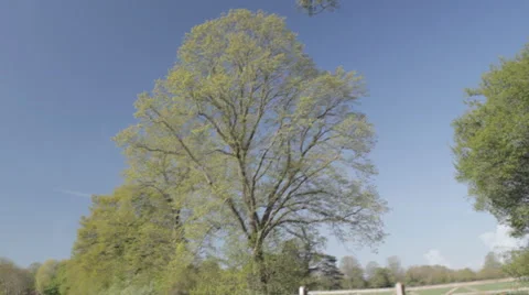 Real tree growing leaves, timelapse 스톡 동영상 24639446