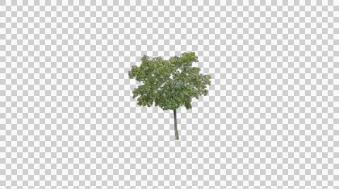 Real tree isolated on the wind 1 Stock Footage 47490737