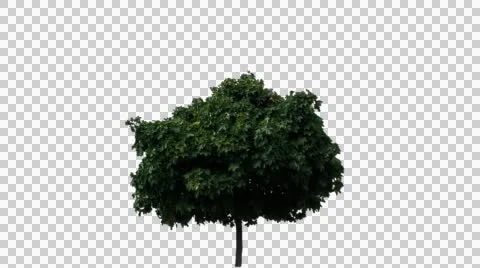 Real Tree Isolated On The Wind 10 Video stock 55121307