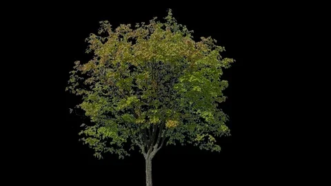Real Tree isolated on the wind 100 Video stock 95329601