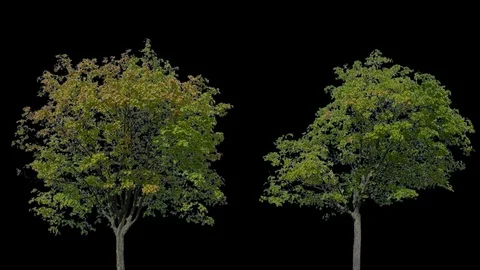 Real Tree isolated on the wind 100-101 MIX Video stock 95338261