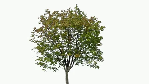 Real Tree isolated on the wind 100 on white background Stock Footage 95763881