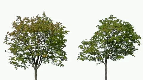 Real Tree isolated on the wind 100-101 MIX on white background Stock Footage 95763955