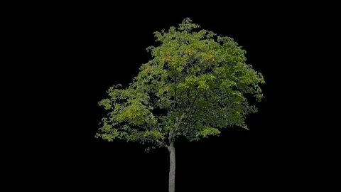 Real Tree isolated on the wind 101 Stock Footage 95333584
