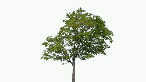 Real Tree isolated on the wind 101 on white background Stock Footage 95764050