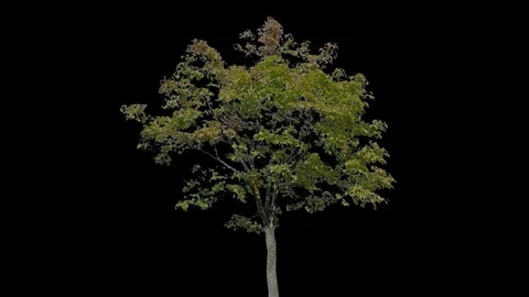 Real Tree isolated on the wind 102 Stock Footage 95349592