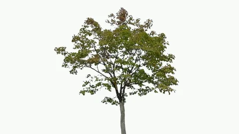 Real Tree isolated on the wind 102 on white background Stock Footage 95764992