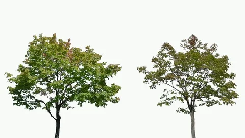 Real Tree isolated on the wind 102-106 MIX on white background Stock Footage 96118002