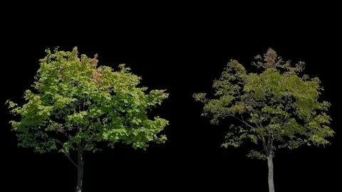 Real Tree isolated on the wind 102-106 MIX Stock Footage 96224230