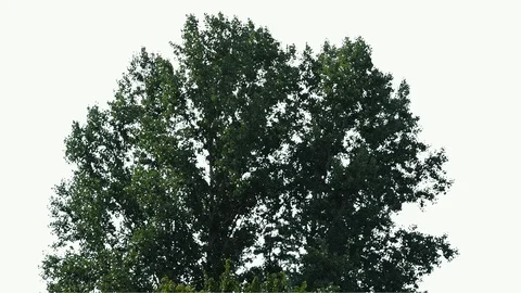 Real Tree isolated on the wind 103 on white background Stock Footage 95765086