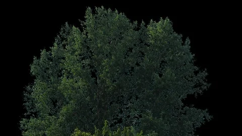 Real Tree isolated on the wind 103 Stock Footage 96225214