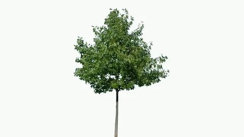 Real Tree isolated on the wind 104 on white background Stock Footage 96118687