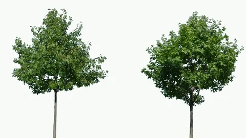 Real Tree isolated on the wind 104-105 MIX on white background Stock Footage 96119216