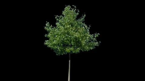 Real Tree isolated on the wind 104 Stock Footage 96224727