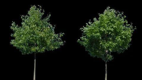 Real Tree isolated on the wind 104-105 MIX Stock Footage 96224791