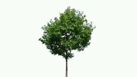 Real Tree isolated on the wind 105 on white background Stock Footage 96119408