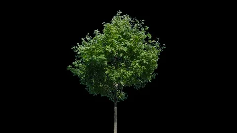 Real Tree isolated on the wind 105 Stock Footage 96225402