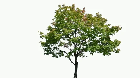 Real Tree isolated on the wind 106 on white background Stock Footage 96119869