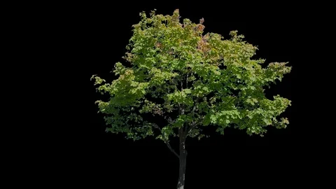 Real Tree isolated on the wind 106 Stock Footage 96225300