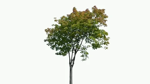 Real Tree isolated on the wind 107 on white background Stock Footage 96120104