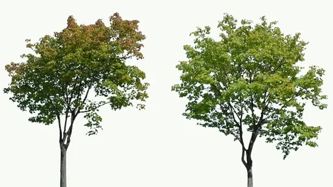 Real Tree isolated on the wind 107-108 MIX on white background Stock Footage 96121000