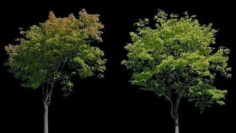 Real Tree isolated on the wind 107-108 MIX Stock Footage 96225952