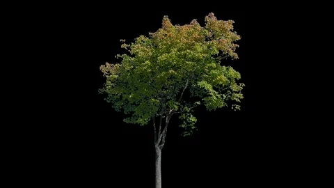 Real Tree isolated on the wind 107 Stock Footage 96226091