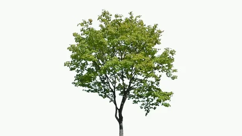 Real Tree isolated on the wind 108 on white background Stock Footage 96121759