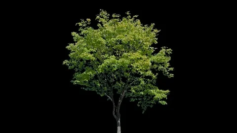 Real Tree isolated on the wind 108 Stock Footage 96226605