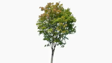 Real Tree isolated on the wind 109 on white background Stock Footage 96122049