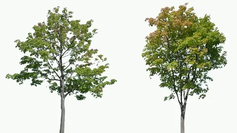 Real Tree isolated on the wind 109-110 MIX on white background Stock Footage 96122460