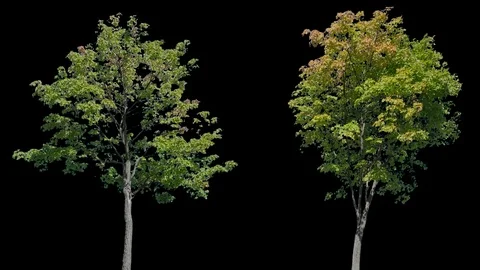 Real Tree isolated on the wind 109-110 MIX Stock Footage 96226715