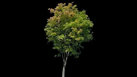 Real Tree isolated on the wind 109 Stock Footage 96227124