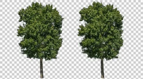 Real Tree Isolated On The Wind 11 Stock Footage 54899378