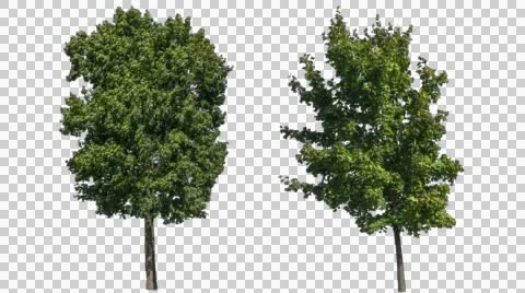 Real Tree Isolated On The Wind 11-12-1 Stock Footage 54949846