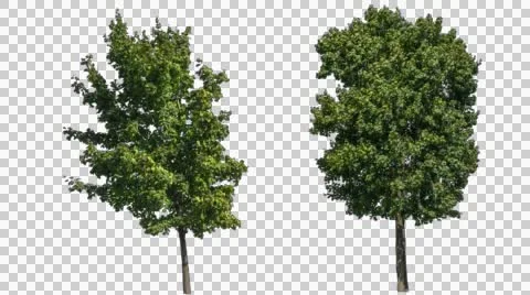 Real Tree Isolated On The Wind 11-12-2 Stock Footage 54951880