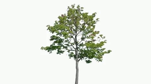 Real Tree isolated on the wind 110 on white background Stock Footage 96123157