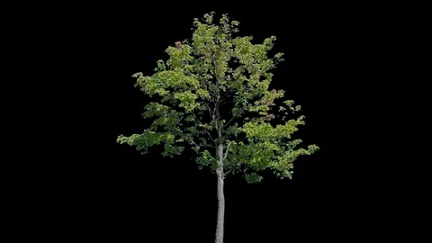 Real Tree isolated on the wind 110 Video stock 96227426
