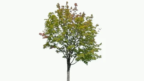 Real Tree isolated on the wind 111 on white background Video stock 96123749