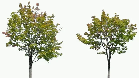 Real Tree isolated on the wind 111-112 MIX on white background Stock Footage 96123957