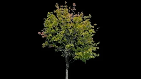 Real Tree isolated on the wind 111 Stock Footage 96227907