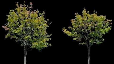 Real Tree isolated on the wind 111-112 MIX Stock Footage 96227925